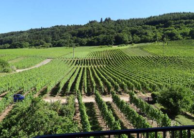 Aussicht in die Weinberge